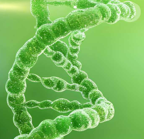 PDRN Phycopeptide — DNA da microalga Chlorella vulgaris