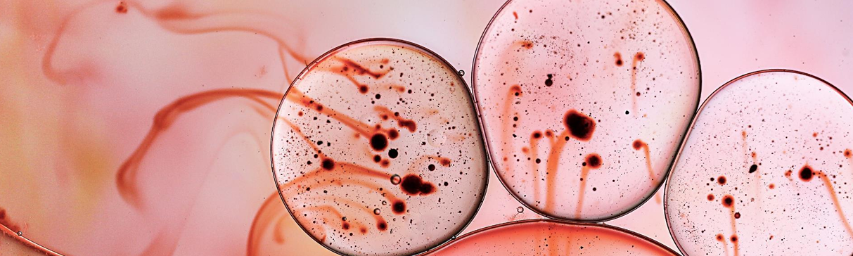 Lactopalm Para — biotecnologia de lactofermentação da alga Palmaria palmata